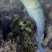jawfish_yellowhead_sh_nwp_v_0086_tci2539.jpg